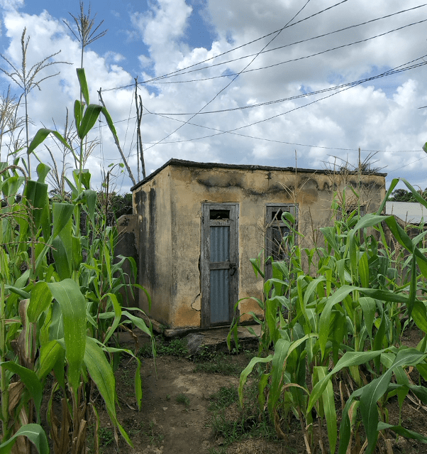 Small building in a cornfield